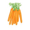 Carrot Scarlet Nantes Organic Vegetable Seed 800 mg