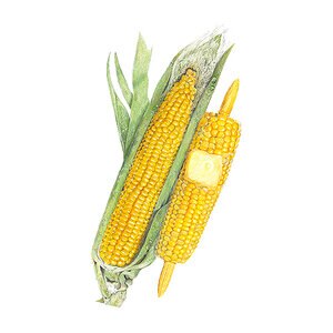 Corn Sweet (yellow) Vegetable Seed  True Gold Organic 8 gm