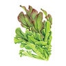 Lettuce Leaf Vegetable Seed Salad Bowl Blend Organic 750 mg