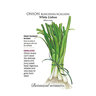 Onion Bunching (white) Vegetable Seed Lisbon 1.5 gm