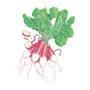 Radish Vegetable Seed French Breakfast Organic 3 gm