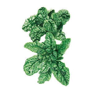 Spinach Vegetable Seed Bloomsdale Organic 3 gm