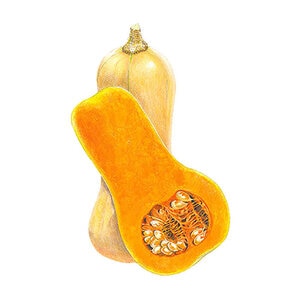Squash Winter Vegetable Seed Waltham Butternut 4 gm