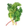 Swiss Chard Vegetable Seed Celebration 1.5 gm