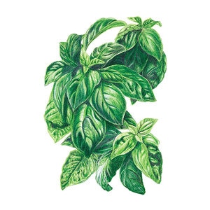 Basil Italian Vegetable Seed Genovese Organic  1.5 gm