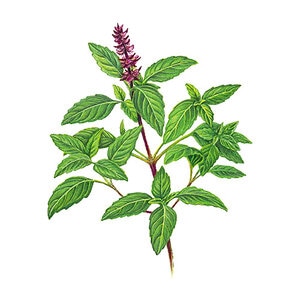 Basil Thai Sweet Thai Organic Vegetable Seed 300 mg