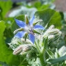 Borage Vegetable Seed Organic 1 gm