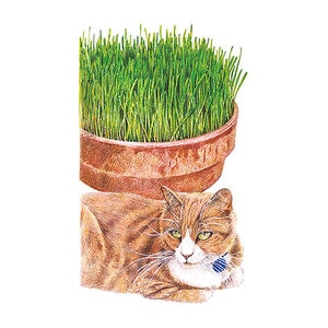 Cat Grass Mix Vegetable Seed 15 gm