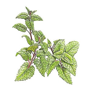 Catnip Vegetable Seed 600 mg