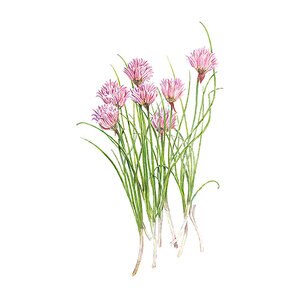 Chives Common Vegetable Seed 800 mg