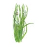Chives Vegetable Seed Garlic 4 gm