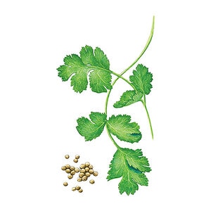 Cilantro / Coriander Herb Seed Long Standing Organic 4 gm