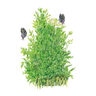 Dill Vegetable Seed Tetra 3 gm