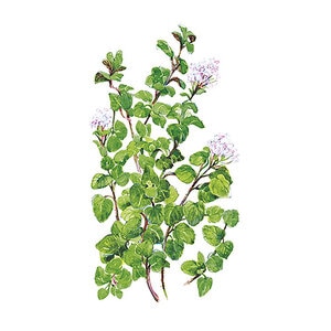 Oregano Vegetable Seed True Greek 100 mg