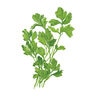 Parsley Vegetable Seed Flat Leaf Organic 1.5 gm