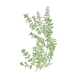 Thyme Vegetable Seed English Organic 350 mg