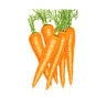 Carrot Vegetable Seed Danvers Organic large packet 3 gm