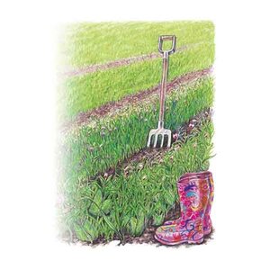 Cover Crop Soil Builder Seed Mix Pea/Oat Organic