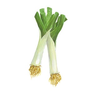 Leek Vegetable Seed King Richard Organic 750 mg