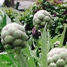 Artichoke Vegetable Seed Green Globe Improved 18 Seeds