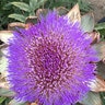 Artichoke Vegetable Seed Green Globe Improved 18 Seeds