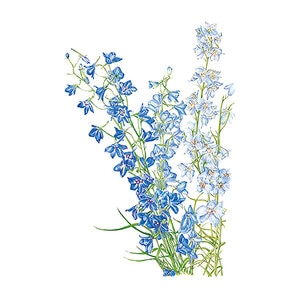 Larkspur Flower Seed Shades of Blue 750 mg