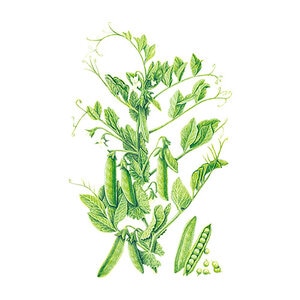 Pea Shelling Vegetable Seed Progress #9 Organic 15 gm