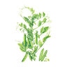 Pea Shelling Vegetable Seed Progress #9 Organic 15 gm