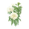 Marigold African Flower Seed Kilimanjaro White 200 mg
