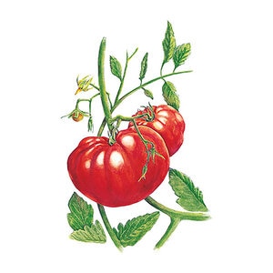 Tomato Pole Vegetable Seed Beefsteak Organic 25 seeds