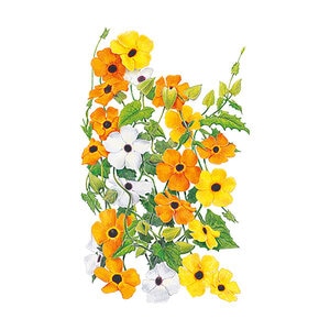 Black-Eyed Susan Vine Flower Seed 20 Seeds