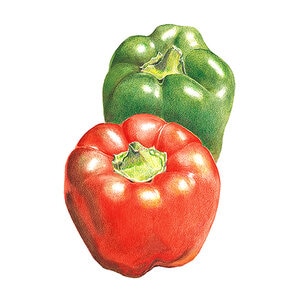 Pepper Sweet Green/Red Cal Wonder Organic Vegetable Seed 30 Seed/Bag
