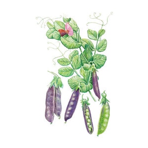 Pea Snap Purple Sugar Magnolia Vegetable Seed 14 gm
