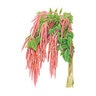 Amaranth Coral Fountain Flower Seed 200 mg