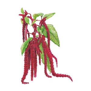 Amaranth Love Lies Bleeding Flower Seed 300 mg