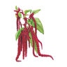 Amaranth Love Lies Bleeding Flower Seed 300 mg