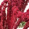 Amaranth Love Lies Bleeding Flower Seed 300 mg