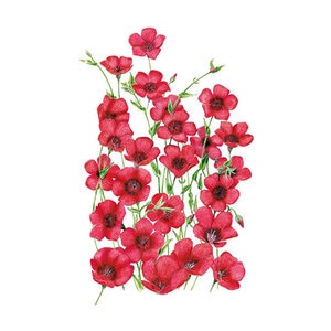 Flax Scarlet Flower Seed 1.5 gm