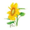 Sunflower Mammoth Flower Seed 8 g