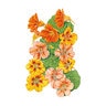 Nasturtium Fiesta Blend Organic Flower Seed 2 gm