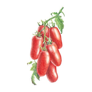 Tomato Pole Roma San Marzano Organic Vegetable Seed 30 Seeds
