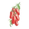 Tomato Pole Roma San Marzano Organic Vegetable Seed 30 Seeds