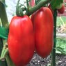 Tomato Pole Roma San Marzano Organic Vegetable Seed 30 Seeds