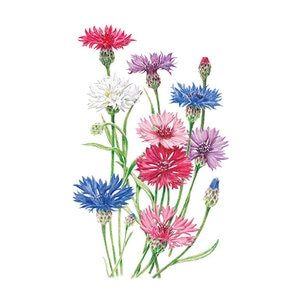 Bachelor Button Tall Blend Flower Seed 2 gm