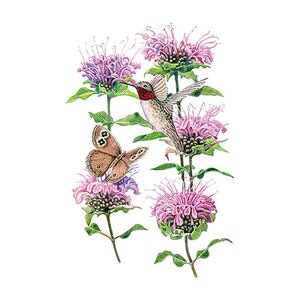 Wild Bergamot Vegetable Seed 100 mg