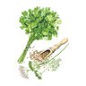 Cilantro/Coriander Moroccan Vegetable Seed 4 grams