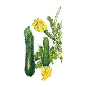 Squash Summer Black Beauty Org Vegetable Seed 3 grams