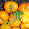 Tomato Pole Brandywine R/Y Org Vegetable Seed 25 seeds