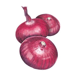 Onion Bulb (red) Flat of Italy Vegetable Seed 750 mg