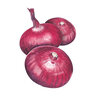 Onion Bulb (red) Flat of Italy Vegetable Seed 750 mg